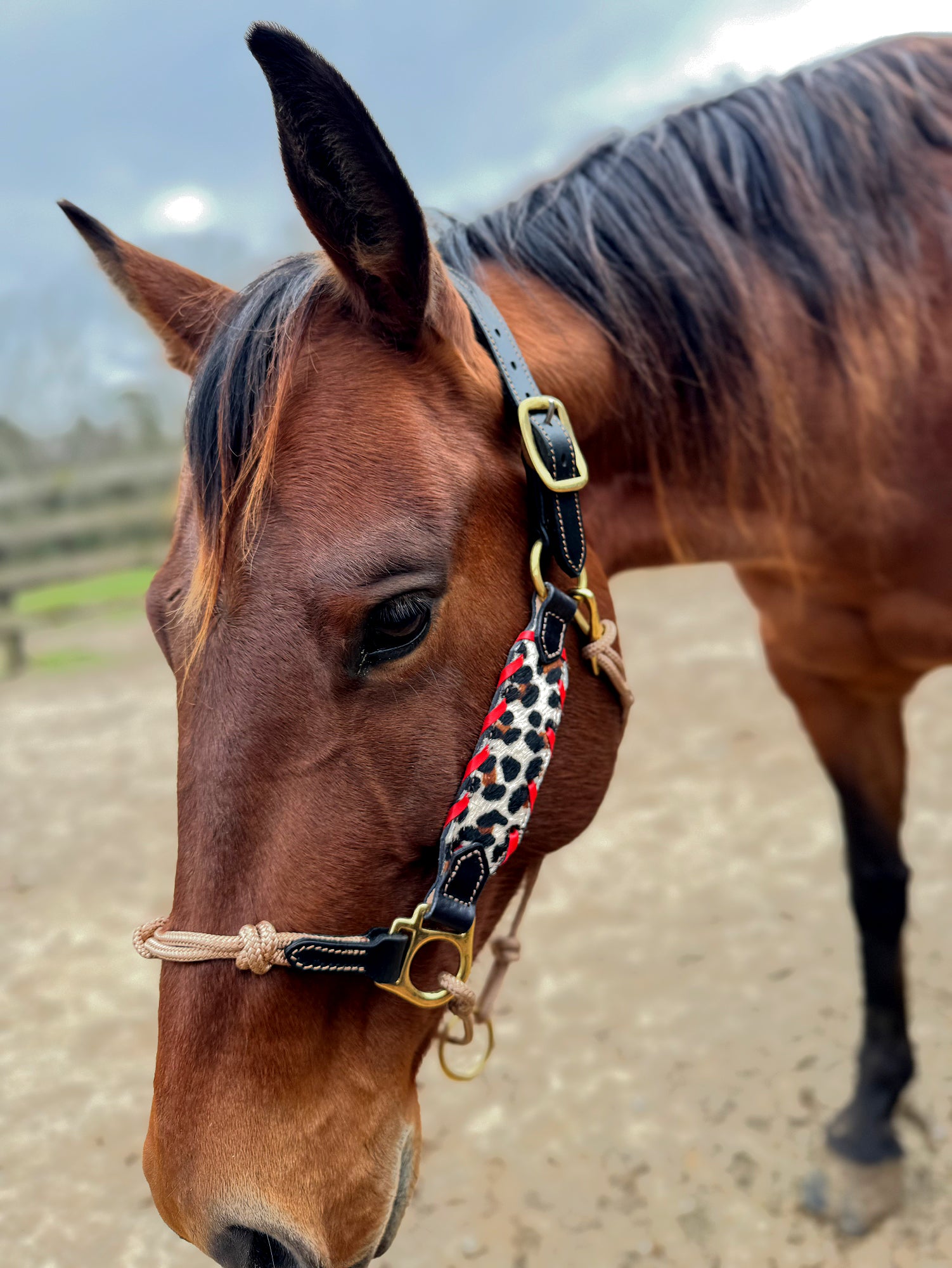 Leopard Leather Hybrid Halter