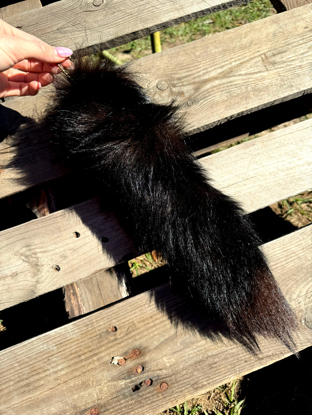 Black Foxtail