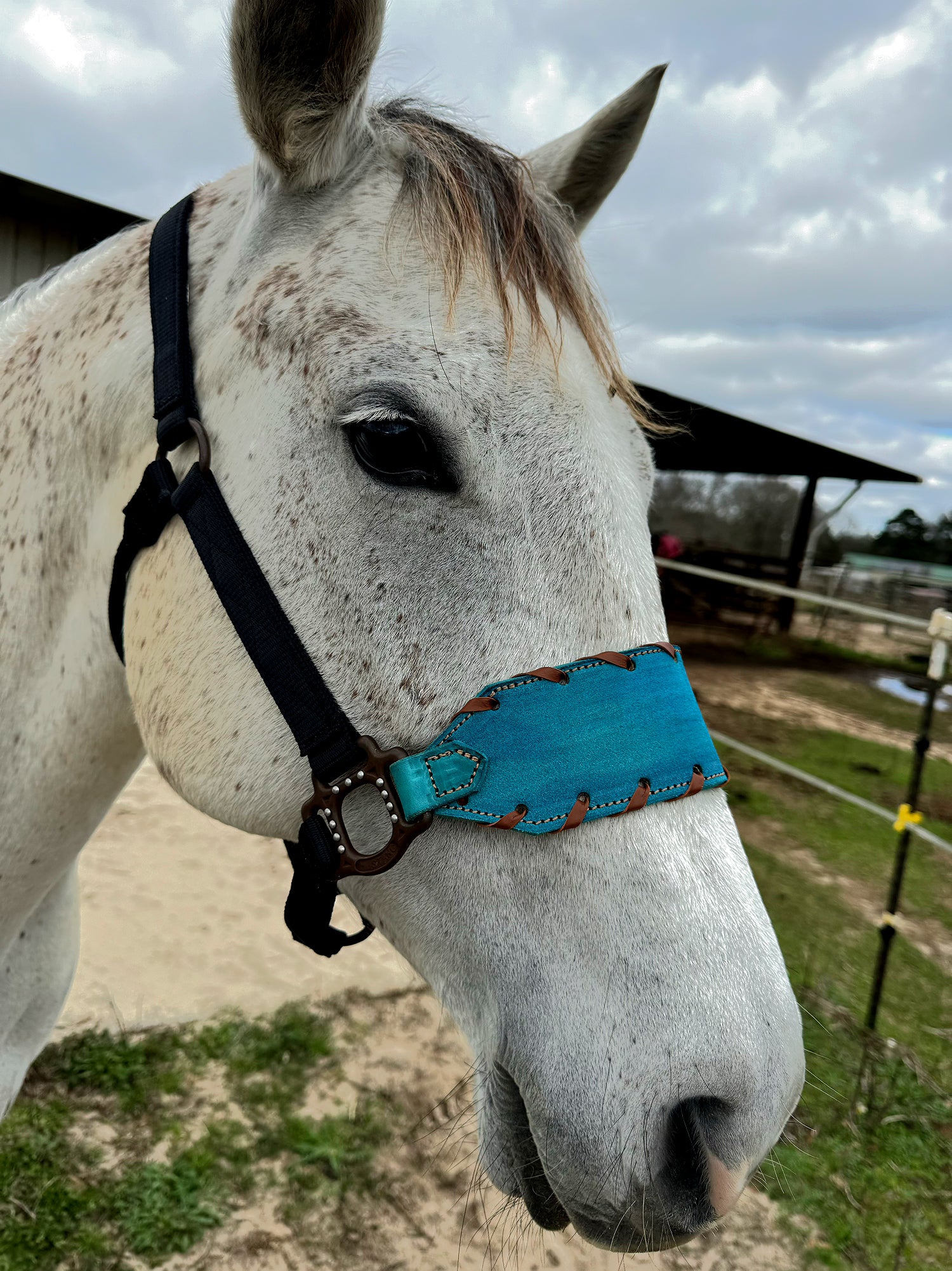 Turquoise Roughout Buckle Halter