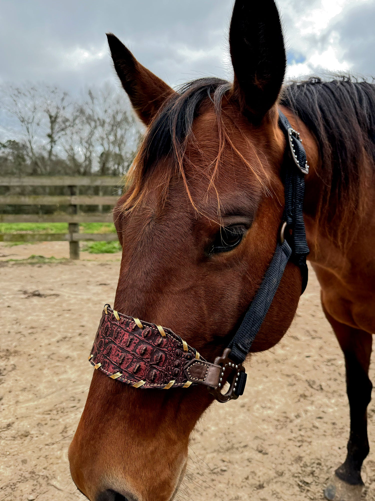 Red Gator Buckle Halter