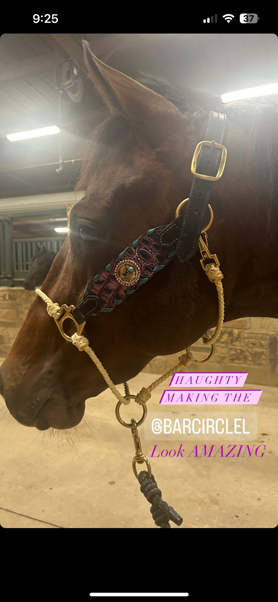 Custom Hybrid Halter