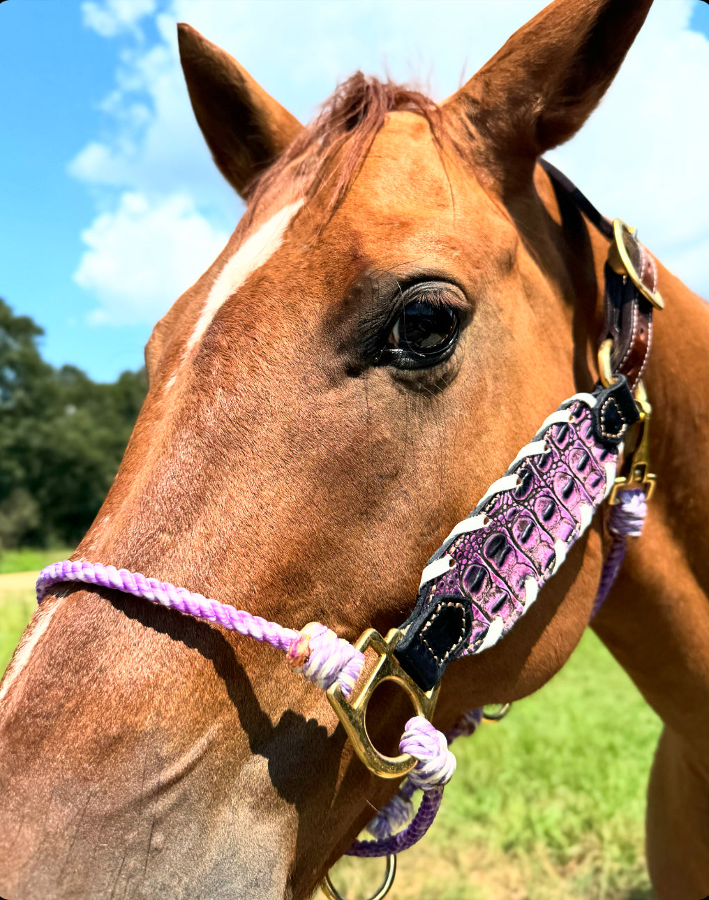 Purple Hybrid Halter