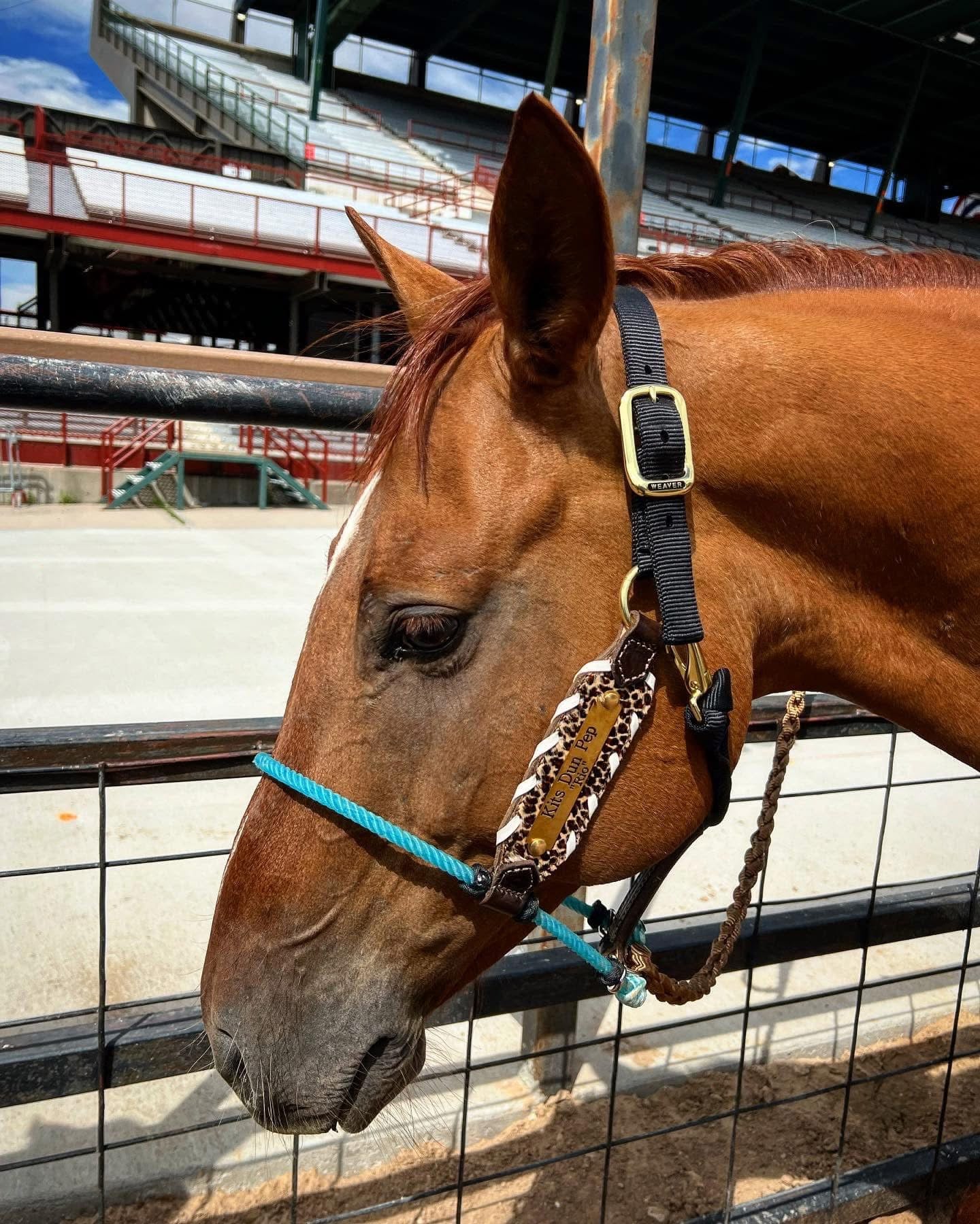 Custom Lariat Nose Halter
