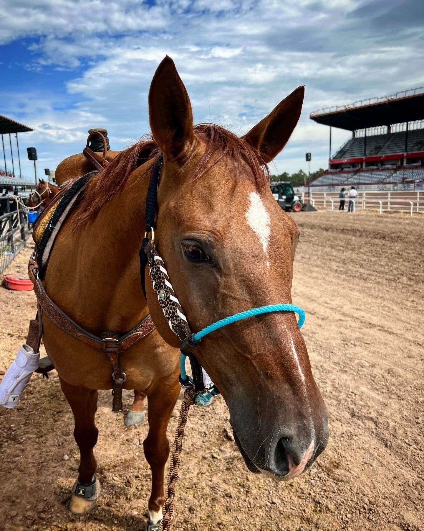 Custom Lariat Nose Halter