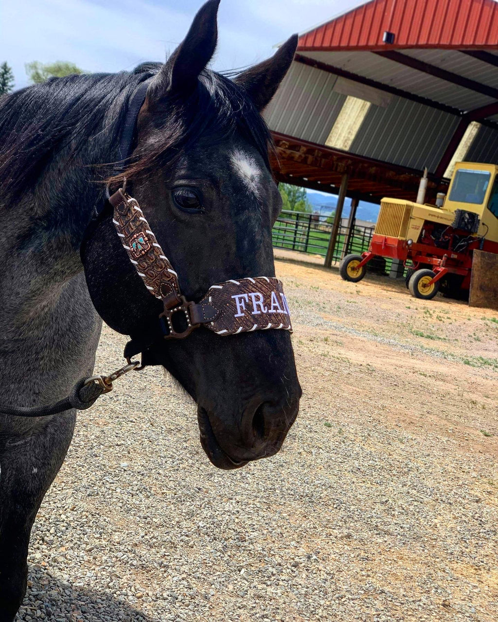 Custom Buckle Halter